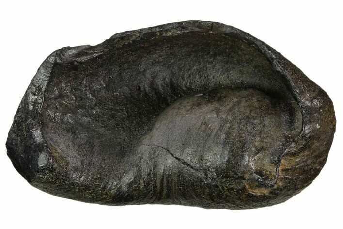 Fossil Whale Ear Bone - Miocene #130238